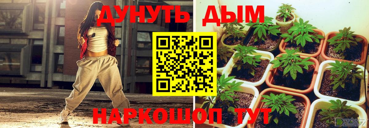 Бошки марихуана сатива Миллерово